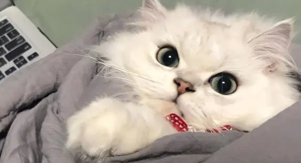 想做猫舍？这是你需要看的第一篇文章