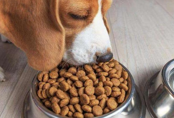 宠物食品新征程，替代蛋白原料将成为趋势