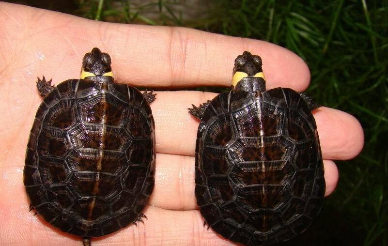 牟氏水龟怎么认识主人？看完你就知道了