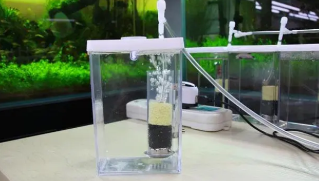 鱼缸无过滤无增氧能养观赏鱼吗？当然能，且不要被水族店表象误导