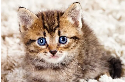 猫咪怎么看公母？原来这么简单~