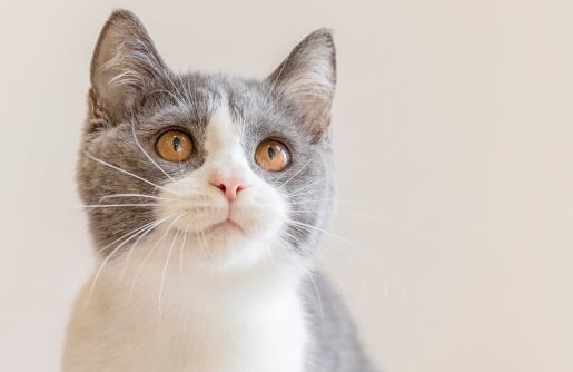 蓝白拿破仑是什么猫？竟然如此优秀！