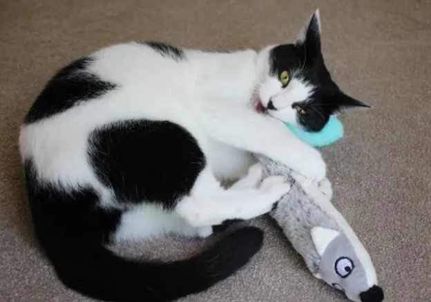 为猫咪挑选玩具有这些讲究，适合猫咪才重要