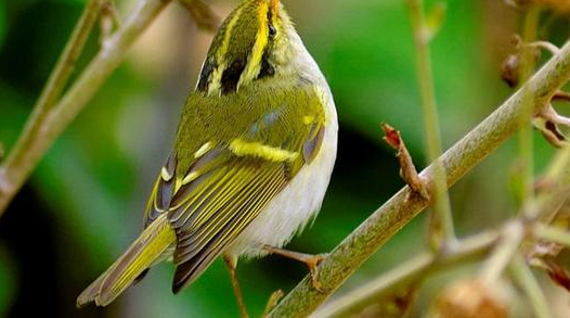 黄眉柳莺多少钱？看完你就知道了