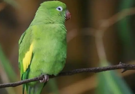 黄翅鹦鹉多少钱一只？你了解吗？