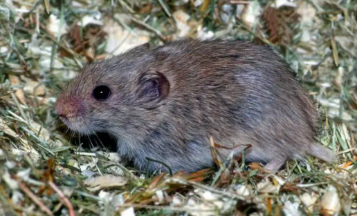 黑田鼠喜欢吃什么？一年四季各不相同！