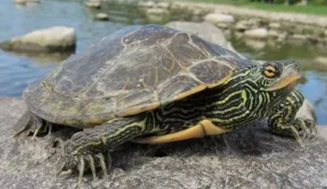 地图龟怎么养认人?想养的人不得不看 地图龟怎么养认人?想养的人不得不看