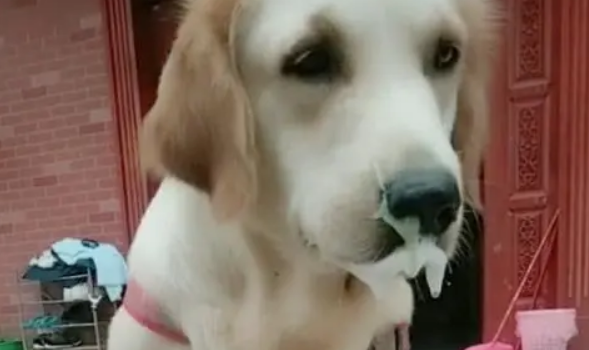 狗吐白色泡沫是怎么回事?4种情况要注意区分 狗吐白色泡沫是怎么回事?4种情况要注意区分