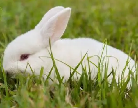 哈白兔为什么几天不吃饲料，主人过来看看吧