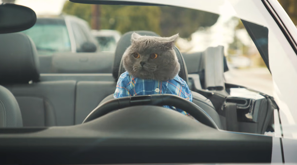 爱猫人士来看：猫咪坐私家车要注意这几点