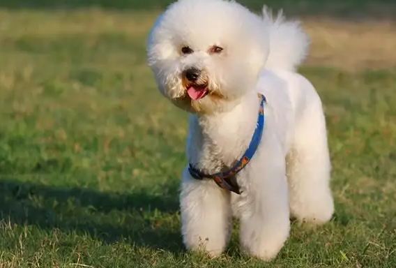 比熊犬认新主人的时间，快来get一下~