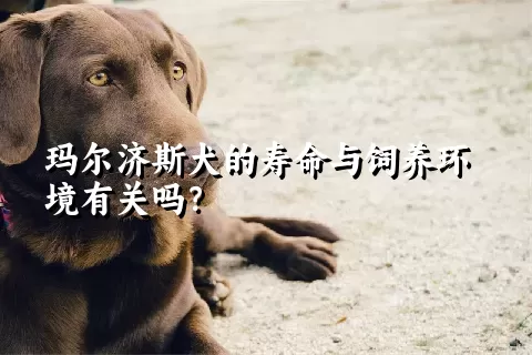 玛尔济斯犬的寿命与饲养环境有关吗?