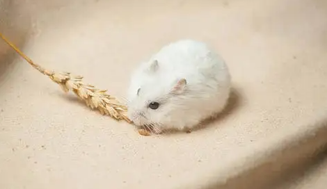 冬天到了，小仓鼠会冬眠吗？