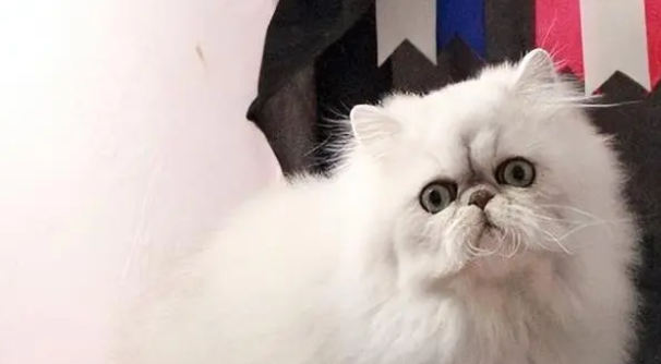 英国长毛猫和金吉拉的区别有哪些呢? 英国长毛猫和金吉拉的区别有哪些呢?