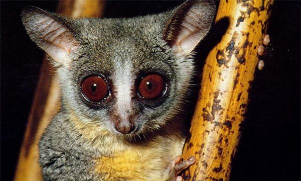 这么大的尾巴是小松鼠吗?原来是可爱的粗尾婴猴 这么大的尾巴是小松鼠吗?原来是可爱的粗尾婴猴