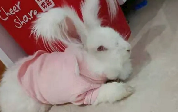 每日科普：安哥拉长毛兔是野兔吗？