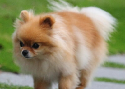 快来瞧瞧，狗狗不打疫苗的后果