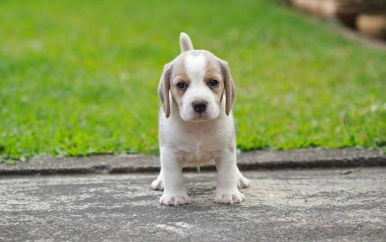 哪些狗聪明听话？养狗狗的注意！