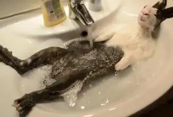 兔子能不能洗澡?只要做好这几件事情就没问题! 兔子能不能洗澡?只要做好这几件事情就没问题!