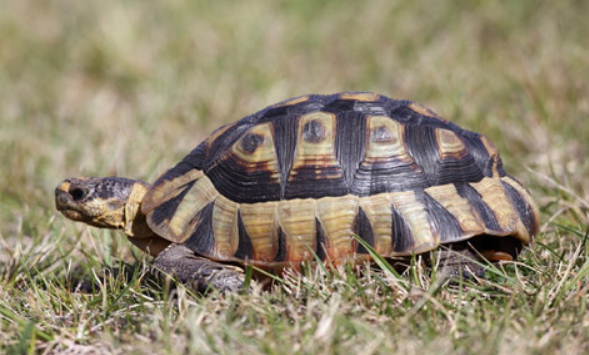 条颈摄龟是不是保护动物？一文帮你科普