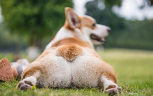 柯基喜欢吵架？这到底是为什么呢