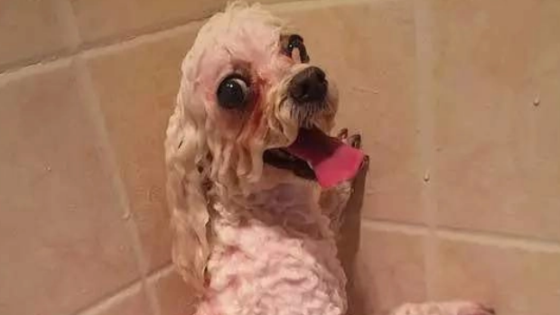 为什么你家的狗总是讨厌洗澡？可能你做错了这几件事！