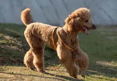 一文告诉你，贵妇犬应该怎么修剪毛发？