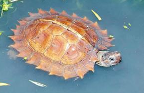 刺山龟的价格，你们清楚吗？