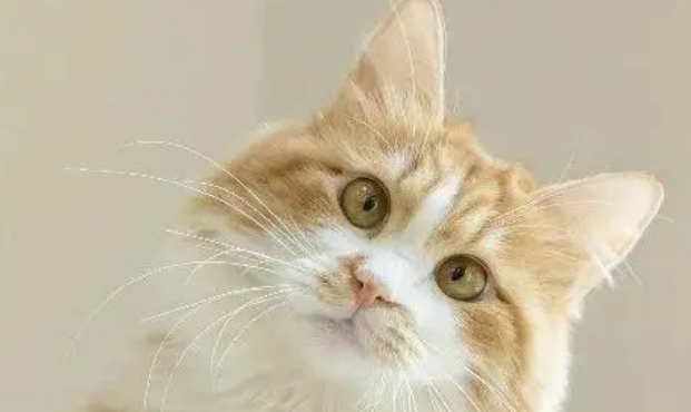 辟谣:喂养奶猫应该用羊奶粉?你知道吗?宠物羊奶粉就是交智商税 辟谣:喂养奶猫应该用羊奶粉?你知道吗?宠物羊奶粉就是交智商税