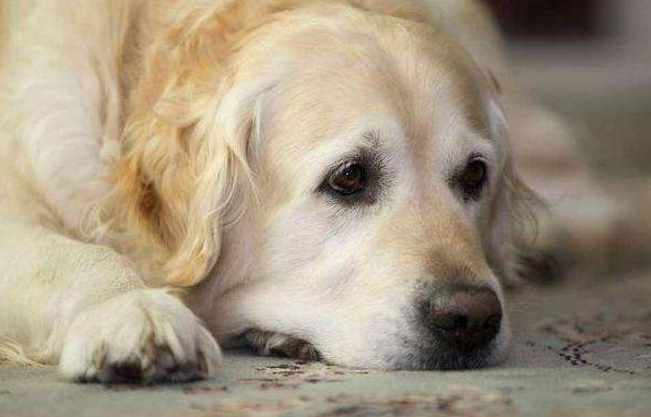 狗狗呕吐拉肚子是怎么回事?本文给你答案 狗狗呕吐拉肚子是怎么回事?本文给你答案