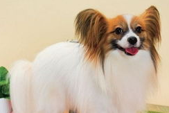 养了几只蝴蝶犬争宠怎么办?宠主来看看吧 养了几只蝴蝶犬争宠怎么办?宠主来看看吧