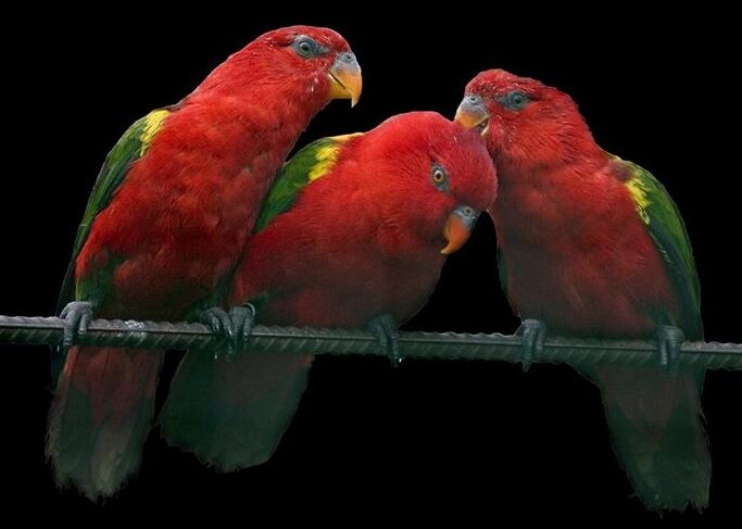 喋喋吸蜜鹦鹉说话能力如何?吵不吵? 喋喋吸蜜鹦鹉说话能力如何?吵不吵?