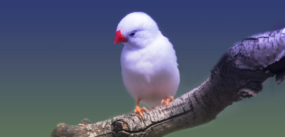 白文鸟怎么繁殖？想知道的来看看