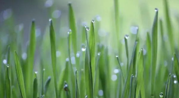 猫草和猫薄荷有什么区别？