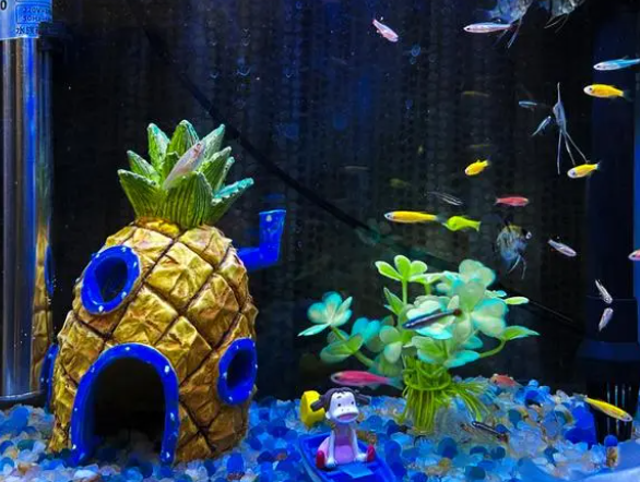 鱼缸水不通透，浑浊变清澈的小窍门，都在这