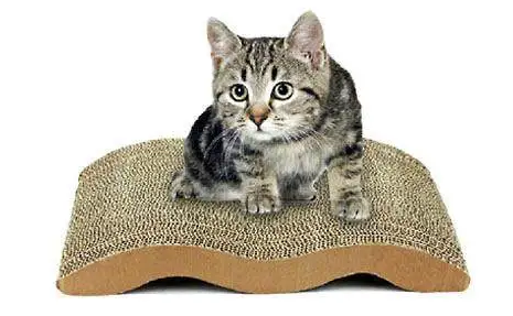 怎么让猫咪爱上猫抓板？做到这几点就能轻松解决！