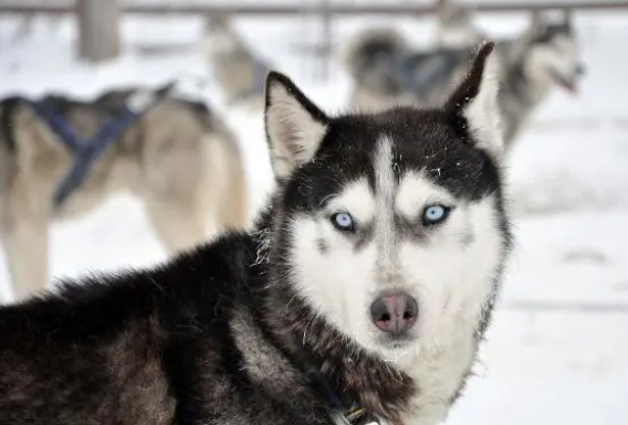 比利玛格狗粮怎样?均衡营养更贴合狗狗天性 比利玛格狗粮怎样?均衡营养更贴合狗狗天性