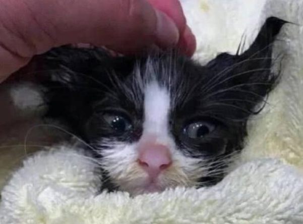 今日解答：刚出生的小猫会不会冻死