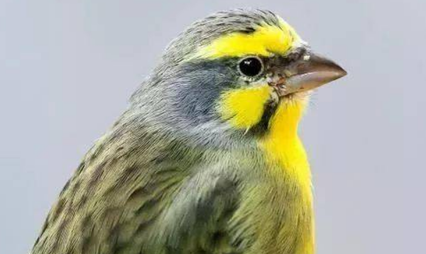 金青鸟好还是灰燕鸟好?按喜好选择 金青鸟好还是灰燕鸟好?按喜好选择