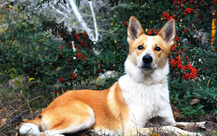 饲养卡南犬当宠物，先了解下它的优缺点吧！