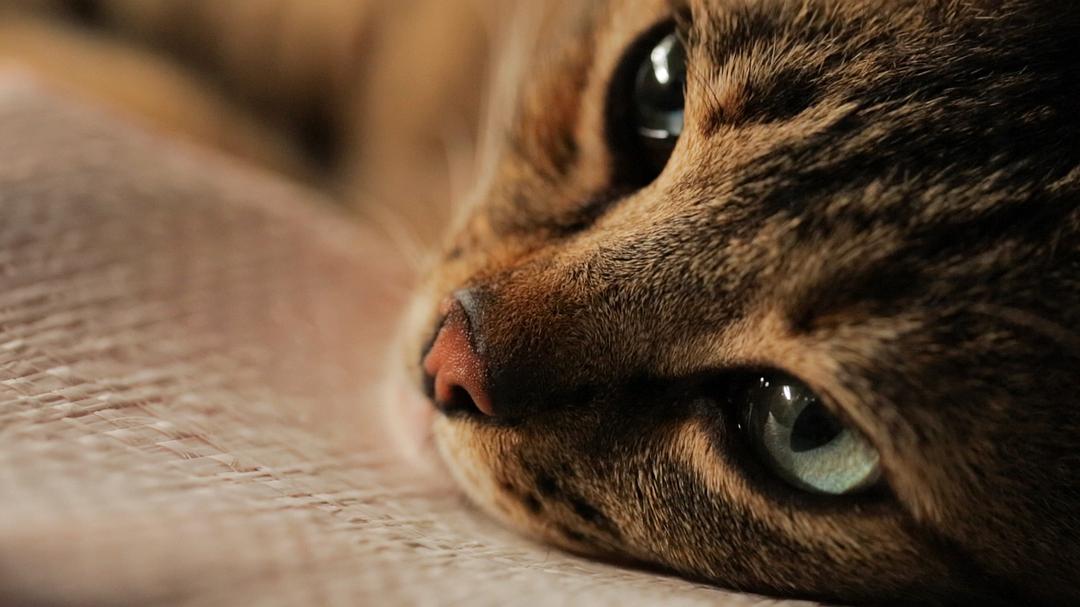 爱猫之城(2016)的剧照 爱猫之城(2016)的剧照