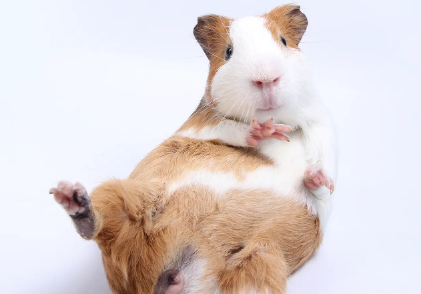 一文告诉你，荷兰猪打喷嚏是怎么回事？