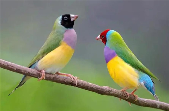 七彩文鸟怕冷吗？且看本文为你讲述