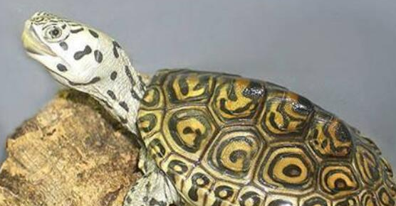 养龟科普:越长越漂亮的龟有哪些? 养龟科普:越长越漂亮的龟有哪些?