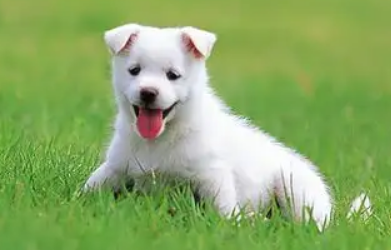 小奶狗一直叫唤怎么办？来这看看吧！