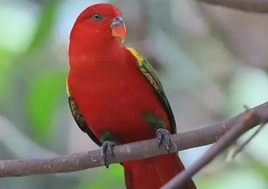 每日一问:喋喋吸蜜鹦鹉可以繁殖吗? 每日一问:喋喋吸蜜鹦鹉可以繁殖吗?