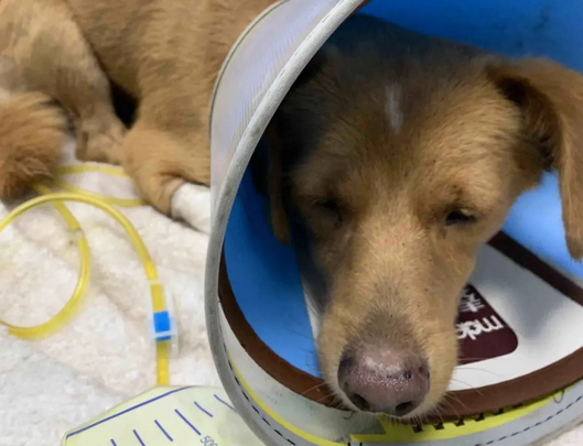 告诉你，为什么狗第一次输血不用配型？