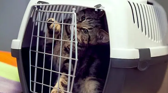 四个步骤，让你的猫不再抗拒航空箱