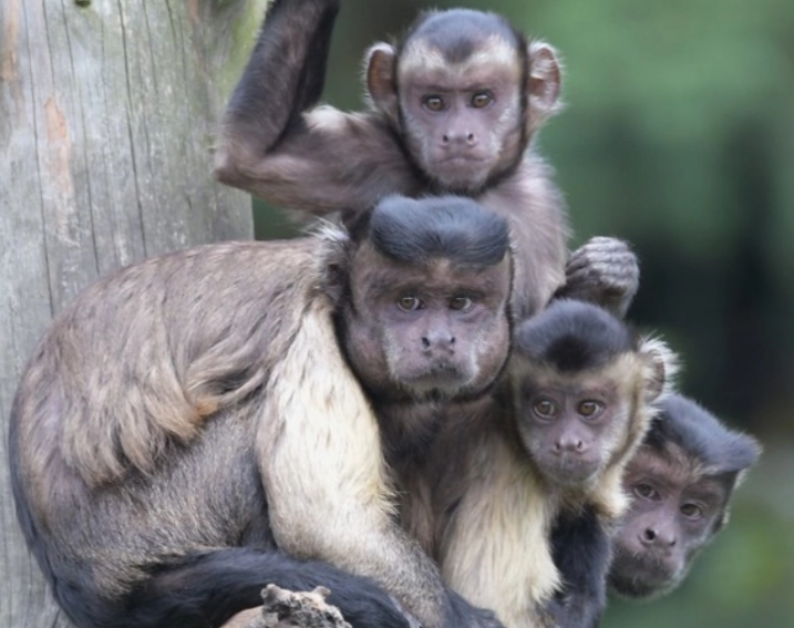 僧帽猴长相为何撞脸人类?原来是另有玄机 僧帽猴长相为何撞脸人类?原来是另有玄机