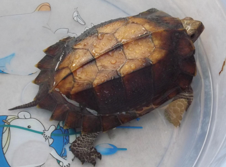 锯缘摄龟喜欢吃什么食物？ 感兴趣的来看看